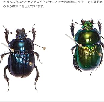 Amazon.co.jp: 虫の標本 オオセンチコガネ 2匹 ライトフレーム